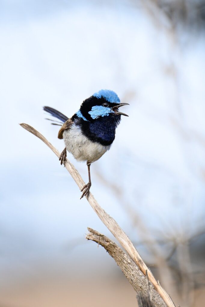 superb-fairywren-fairywren-blue-wren-wren-bird-malurus-cyaneus-wildlife-wild-bird-watching-ornithology-avian-male-bird-nature-animal-plumage-breeding-plumage-australian-australia-10069195 superb fairywren, fairywren, blue wren, wren, bird, malurus cyaneus, wildlife, wild, bird watching, ornithology, avian, male bird, nature, animal, plumage, breeding plumage, australian, australia-10069195.jpg